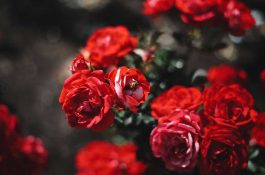 roses250px-deep